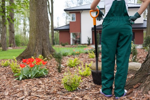 Free quote assessment for tree surgery on a busy Finsbury Park street